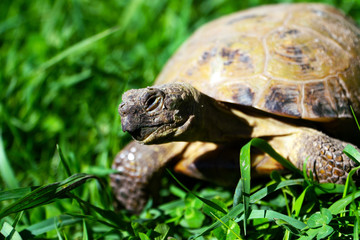 Portrait of a smiling turtle crawling on the grass on a Sunny day
