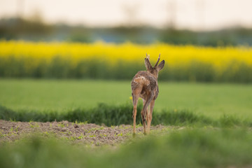 Roebuck - buck (Capreolus capreolus) Roe deer - goat