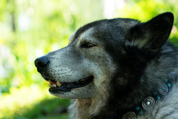 Black and white husky smiling, portrait in profile on a Sunny day