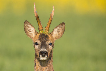 Roebuck - buck (Capreolus capreolus) Roe deer - goat