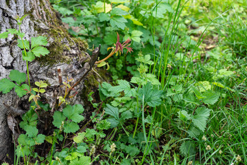 Flowers and plants on a tree trunk