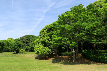 新緑の欅と樟のある公園風景