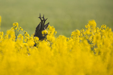 Roebuck - buck (Capreolus capreolus) Roe deer - goat