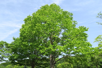 新緑の桂と青空