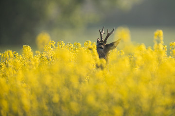 Roebuck - buck (Capreolus capreolus) Roe deer - goat