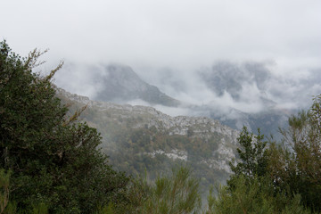 Arboles y valle con niebla