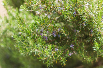 background and texture of green branches with small lilac flowers