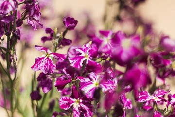 pink flowers background