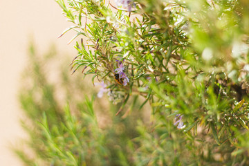 a bee on a purple flower in spring