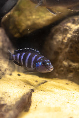 Small tropical fish in an artificial pond. Colorful wildlife of tropical marine water.