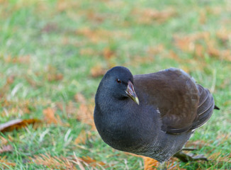 Young moorhen in closeup walking in autumn park