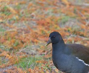 Young moorhen walking around in autumn park