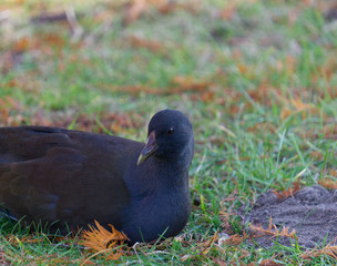 Young moorhen sitting in autumn park