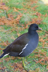 Young moorhen walking in autumn park