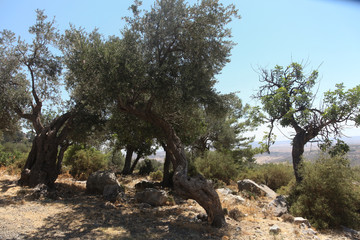 Fototapeta na wymiar Olive Grove, North Cyprus