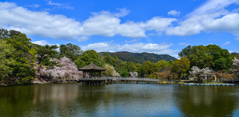 Fototapeta na wymiar Ukimido Gazebo during cherry blossom