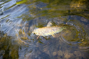 trout caught on the fly