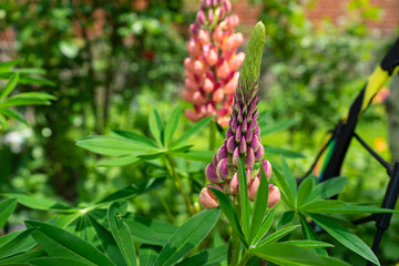 Lupins in the garden at the house