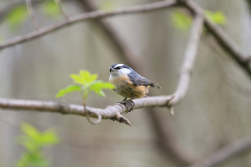 Red-breasted Nuthatch