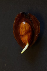 Kiełkujące nasiono brzoskwini zwyczajnej (seedling Prunus persica)