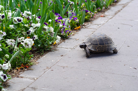 Turtle