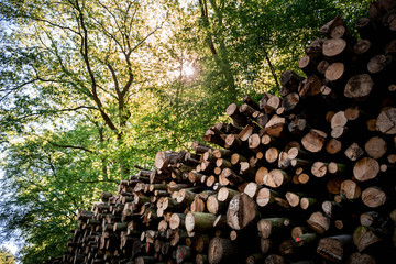 Rows of timber lay on the site of the road in Duisburg, Germany