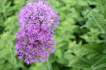 Frühling 7