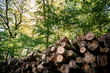 Rows of timber lay on the site of the road in Duisburg, Germany