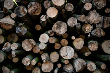 Rows of timber lay on the site of the road in Duisburg, Germany