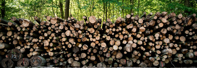 Rows of timber lay on the site of the road in Duisburg, Germany