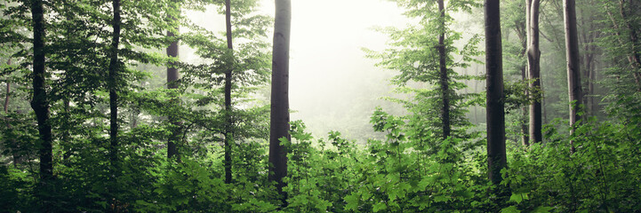 panoramic forest landscape, green woods panorama with lush vegetation