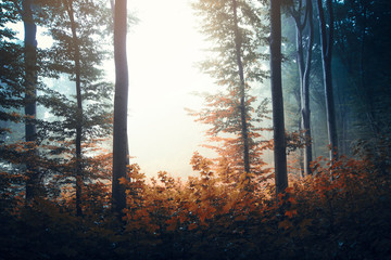 magical autumn woods scenery with sunlight and mist in natural park with trees