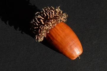 Dąb burgundzki żołądź z czapeczką (seed Quercus cerris © irena