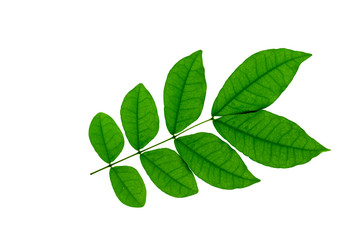 Wrightia religiosa Benth plant on white background