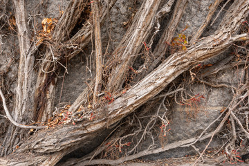 Wooden texture. Liana pattern. Liana vine structure background. Liana branches on bricks wall. Creeper Vine texture.