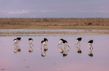 A flock of the Andean Avocet (Recurvirostra andina) is walking in shallow salt lake. Salar de Atacama, Northern Chile. South America