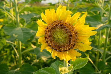 The Sunflower background.