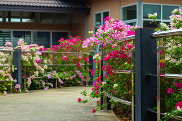 colorful blooming bougainvilleas in garden.