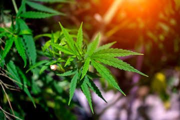 Marijuana leaves background