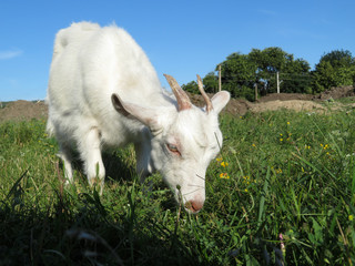 White goat grazing on a summer meadow. Kid goat on a pasture with green grass, picturesque rural landscape with blue sky, free range farm