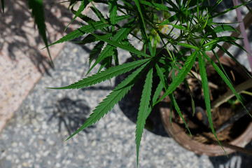 Marijuana leaves background