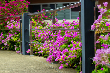 Fototapeta na wymiar colorful blooming bougainvilleas in garden.