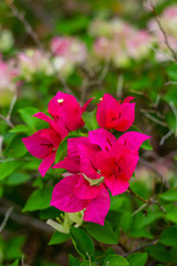 colorful blooming bougainvilleas in garden.