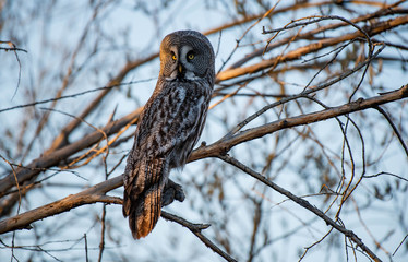 Bearded tawdling (lat. Strix nebulosa) - large (wingspan up to one and a half meters) bird of the genus of lamb. Republic of Yakutia. Russia.