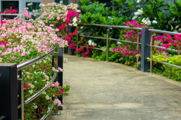 Fototapeta na wymiar colorful blooming bougainvilleas in garden.
