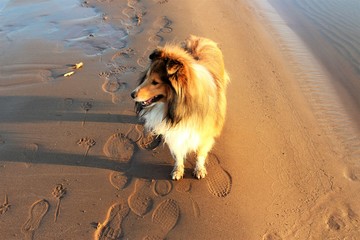 Shelty's dog walks along the river Bank. Nature landscape.