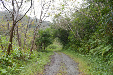 森へと続く轍のある一本道