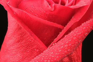 Blooming bud of red rose