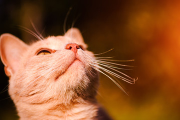 Beautiful red cat on green grass. Summer day.