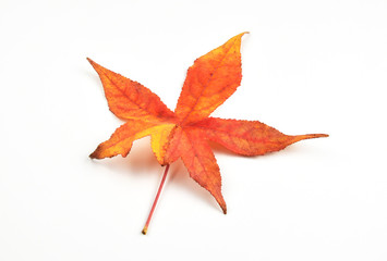 Maple leaf on white background